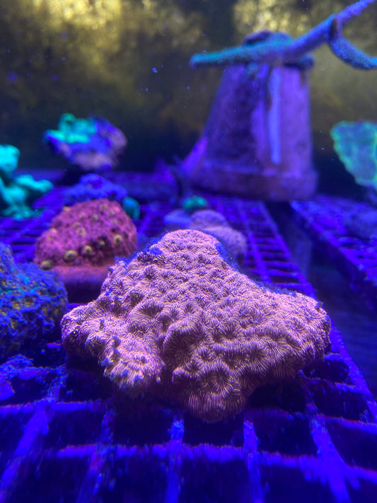 SPS Coral| Orange Leptoseris