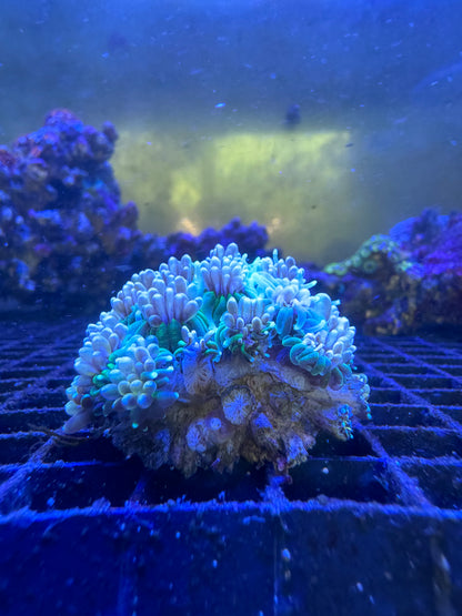 Purple Green Tip Torch LPS Coral