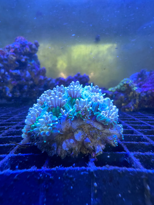 Purple Green Tip Torch LPS Coral