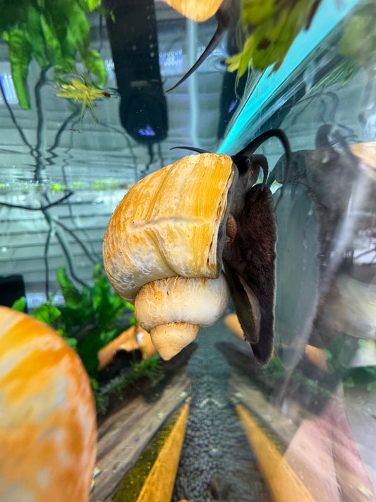 Jade Mystery Snail