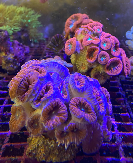 Blastomusa Other Soft Corals