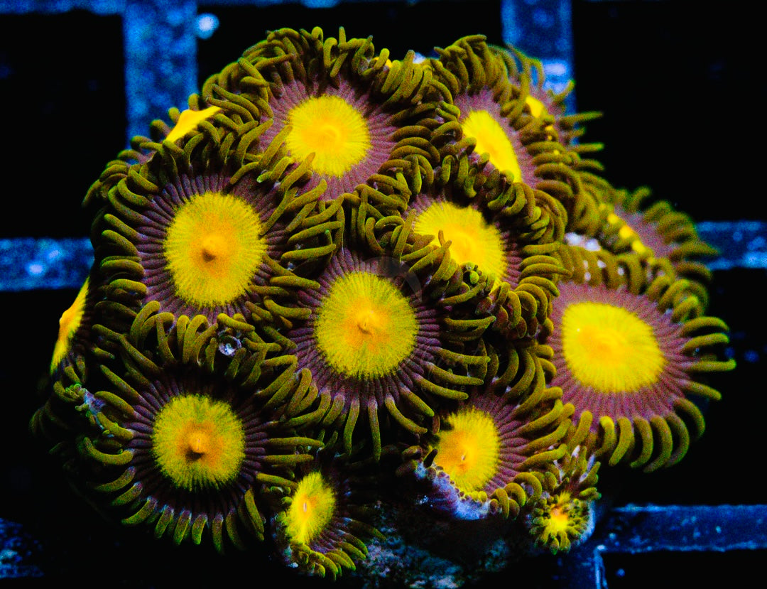 King Midas Zoanthids