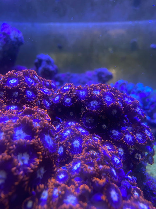Zoanthids| Fire and Ice