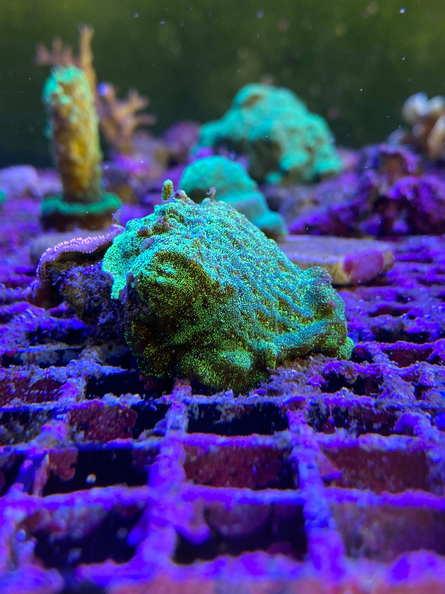 Green Montipora SPS Coral