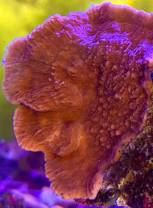 SPS Coral| Red Montipora Cap