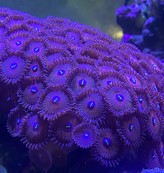 Zoanthids| People Eaters Red