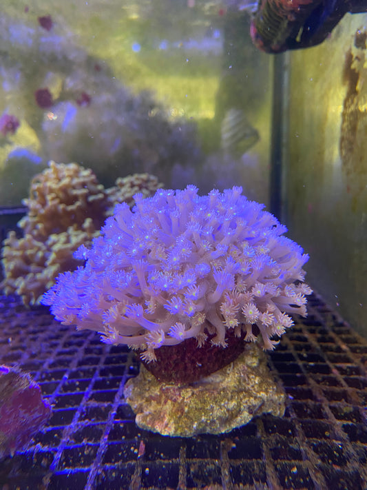 Coco’s Island Goniopora LPS Coral