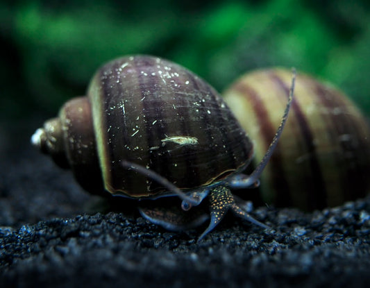 Snail| Black Mystery