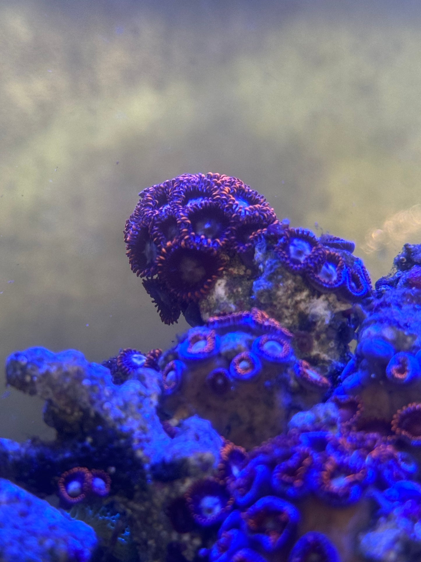 Zoanthids| Fire and Ice