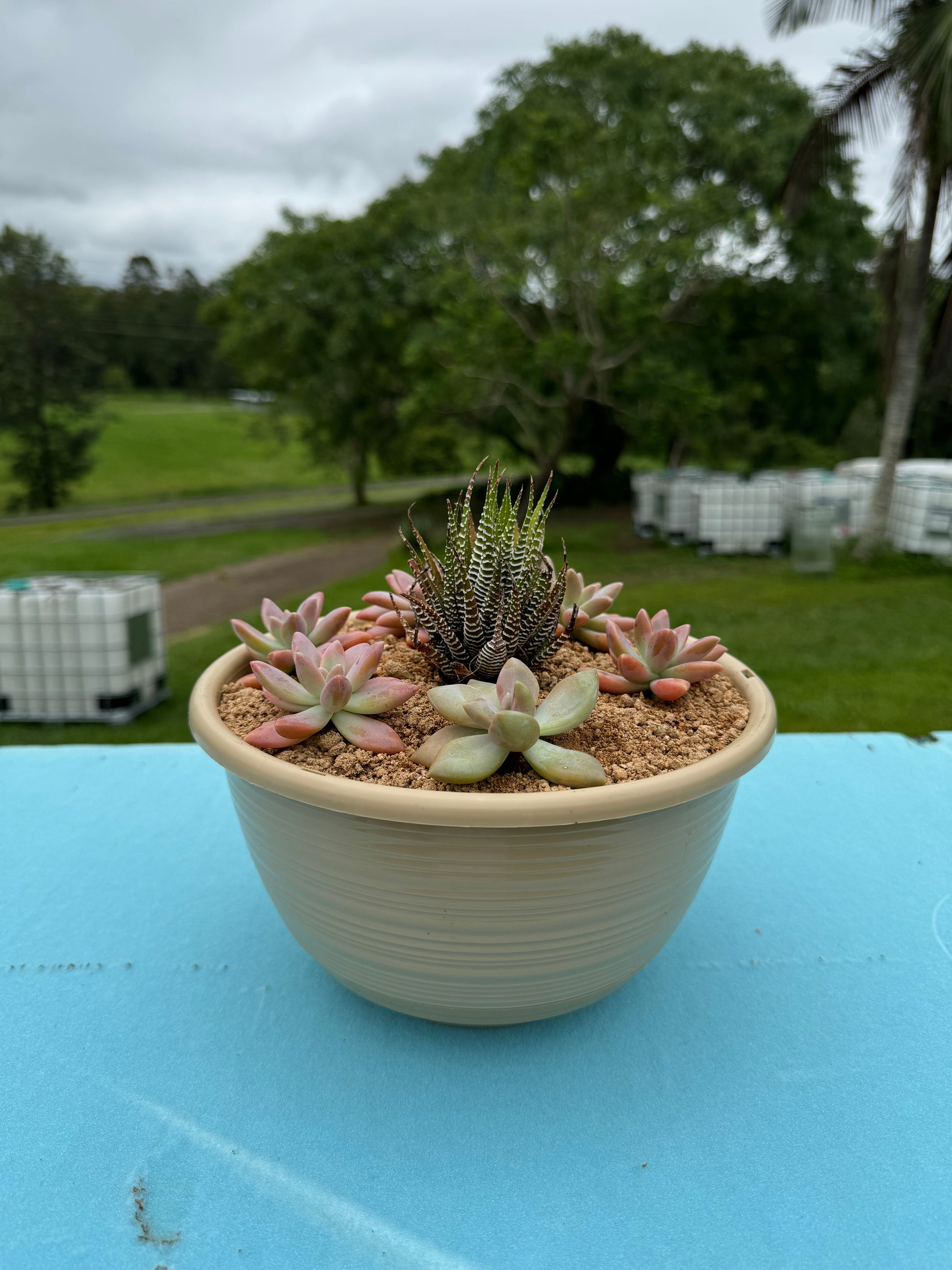 trident succulent Hanging Suculents – Trident Aquaria