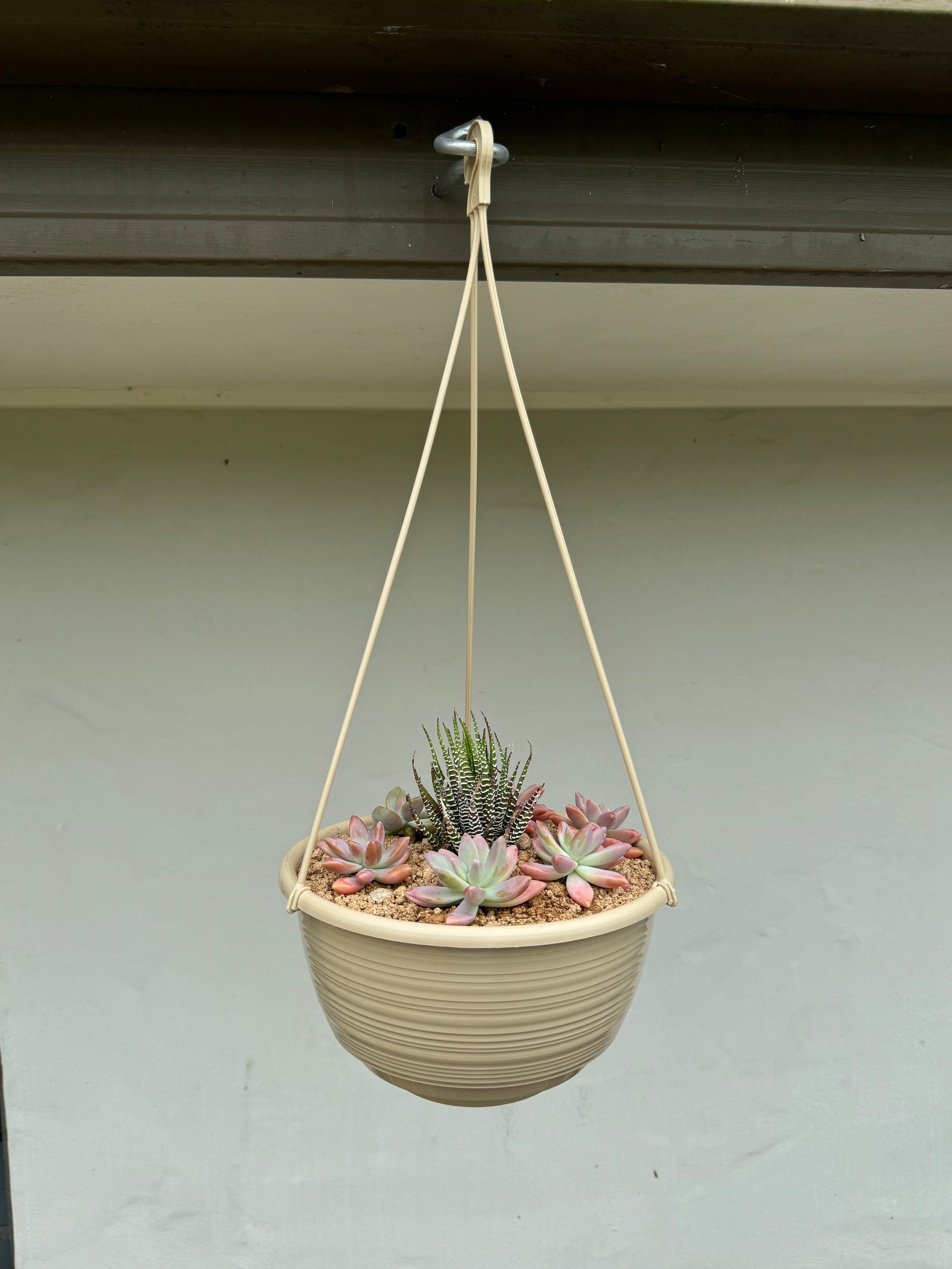 amazon indoor hanging planter Hanging Suculents – Trident Aquaria