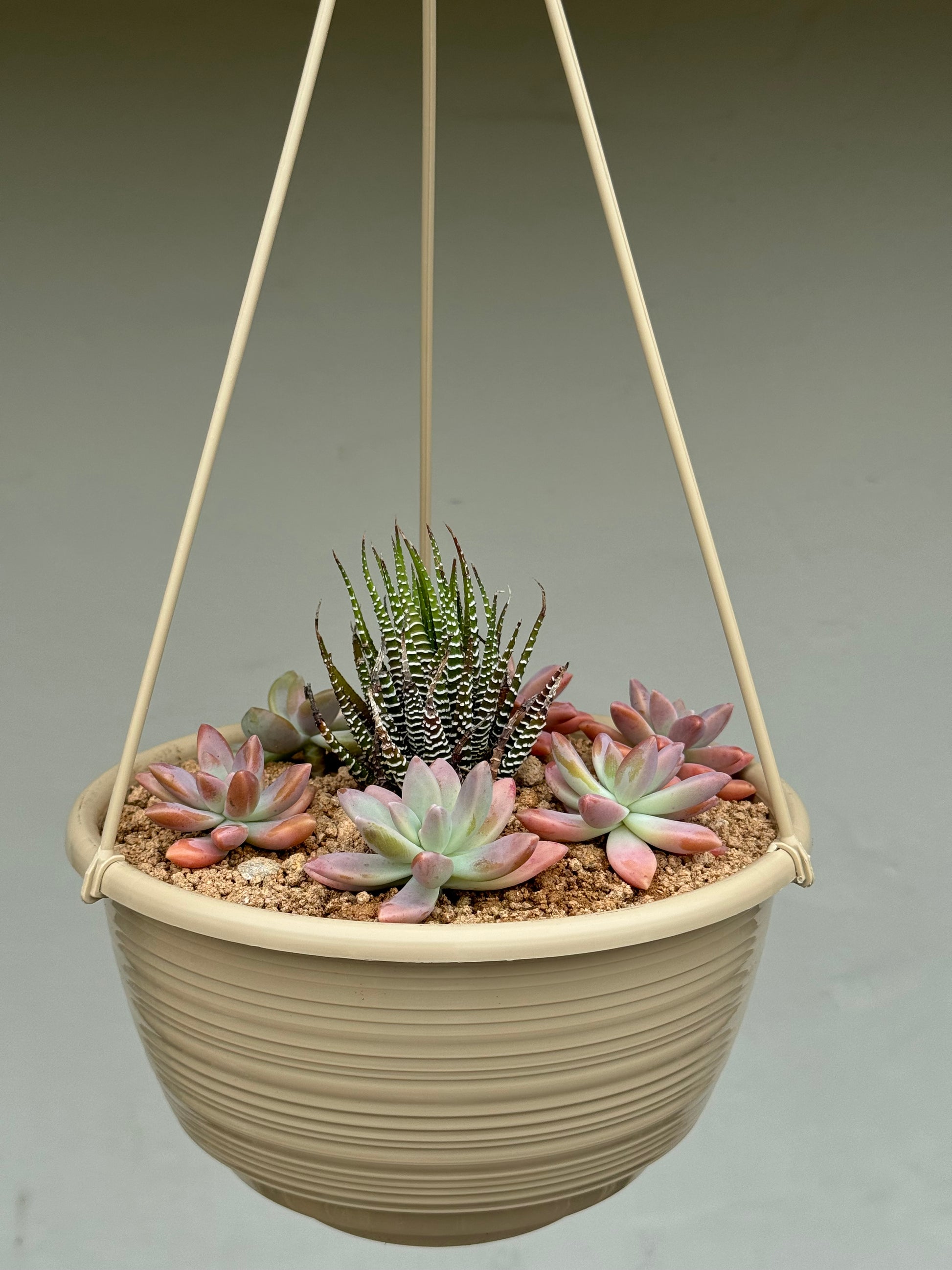 hanging succulents for sale Hanging Suculents – Trident Aquaria
