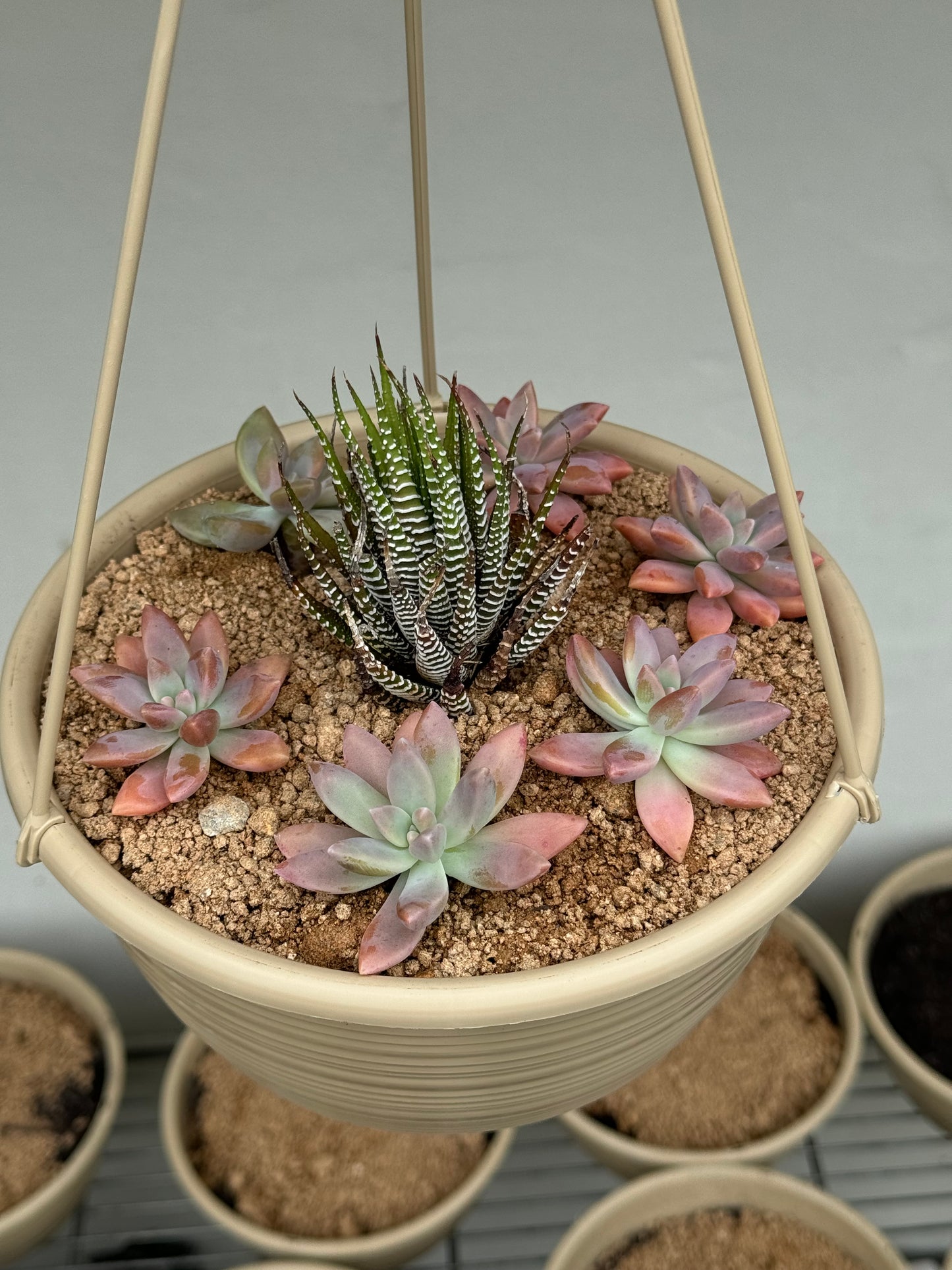 trident succulent Hanging Suculents – Trident Aquaria