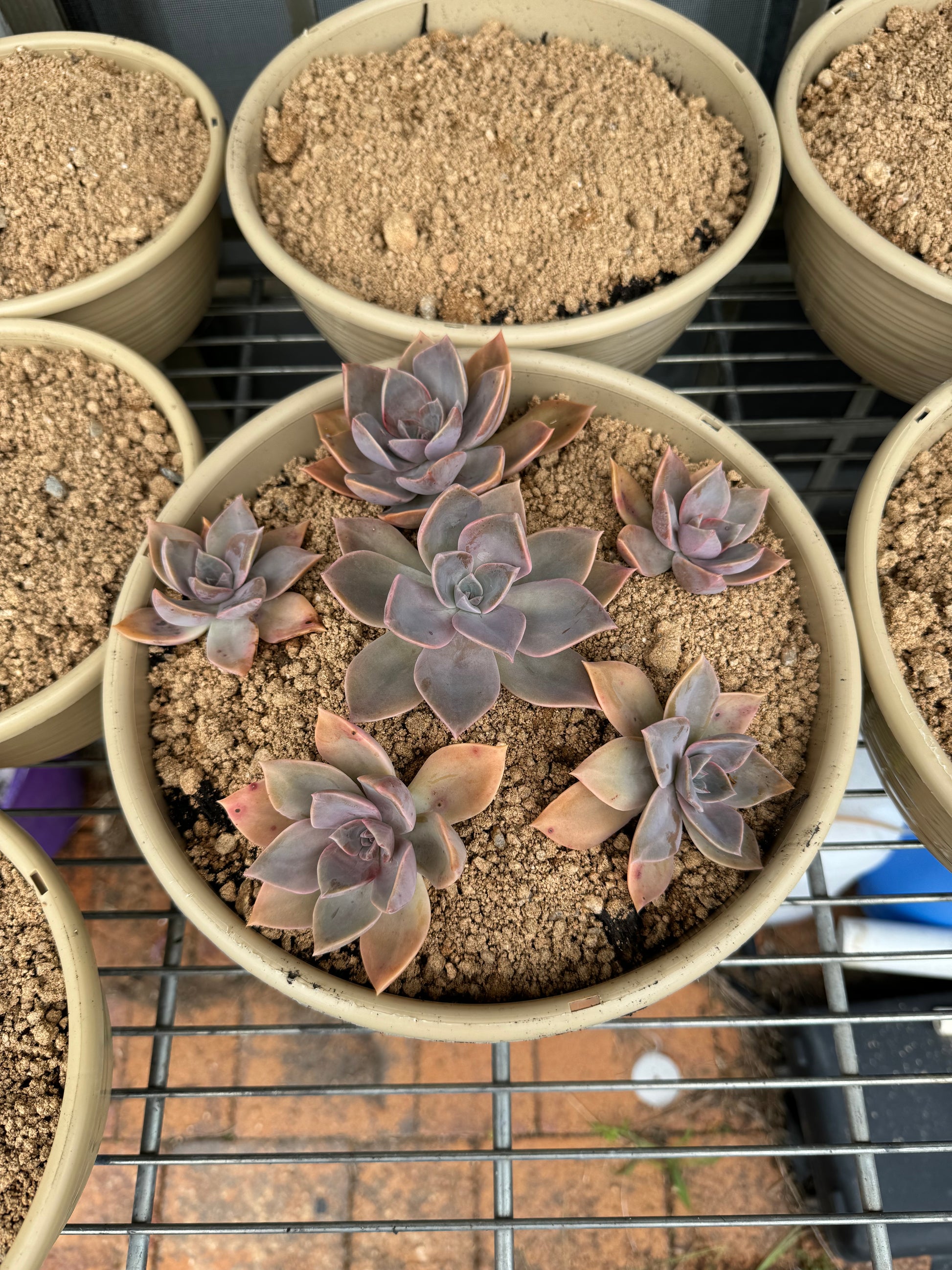 buy hanging succulents online Hanging Suculents – Trident Aquaria