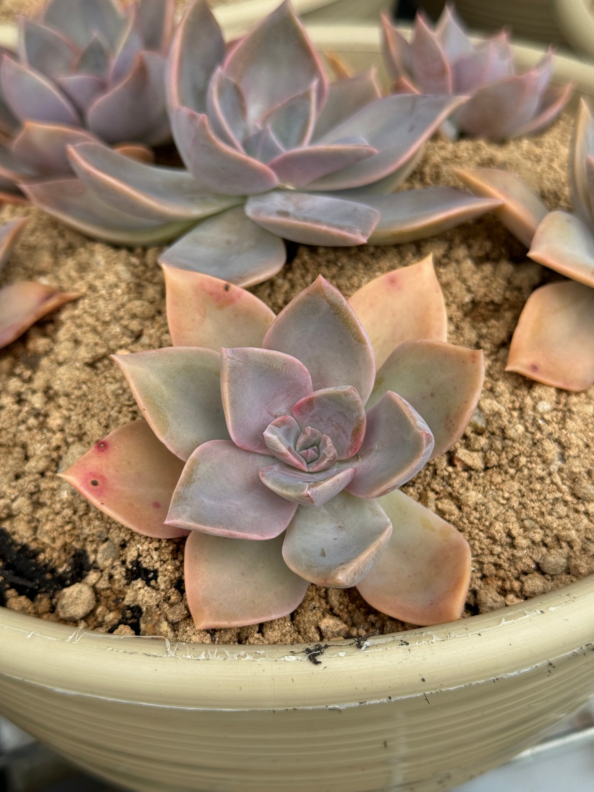 trident succulent Hanging Suculents – Trident Aquaria